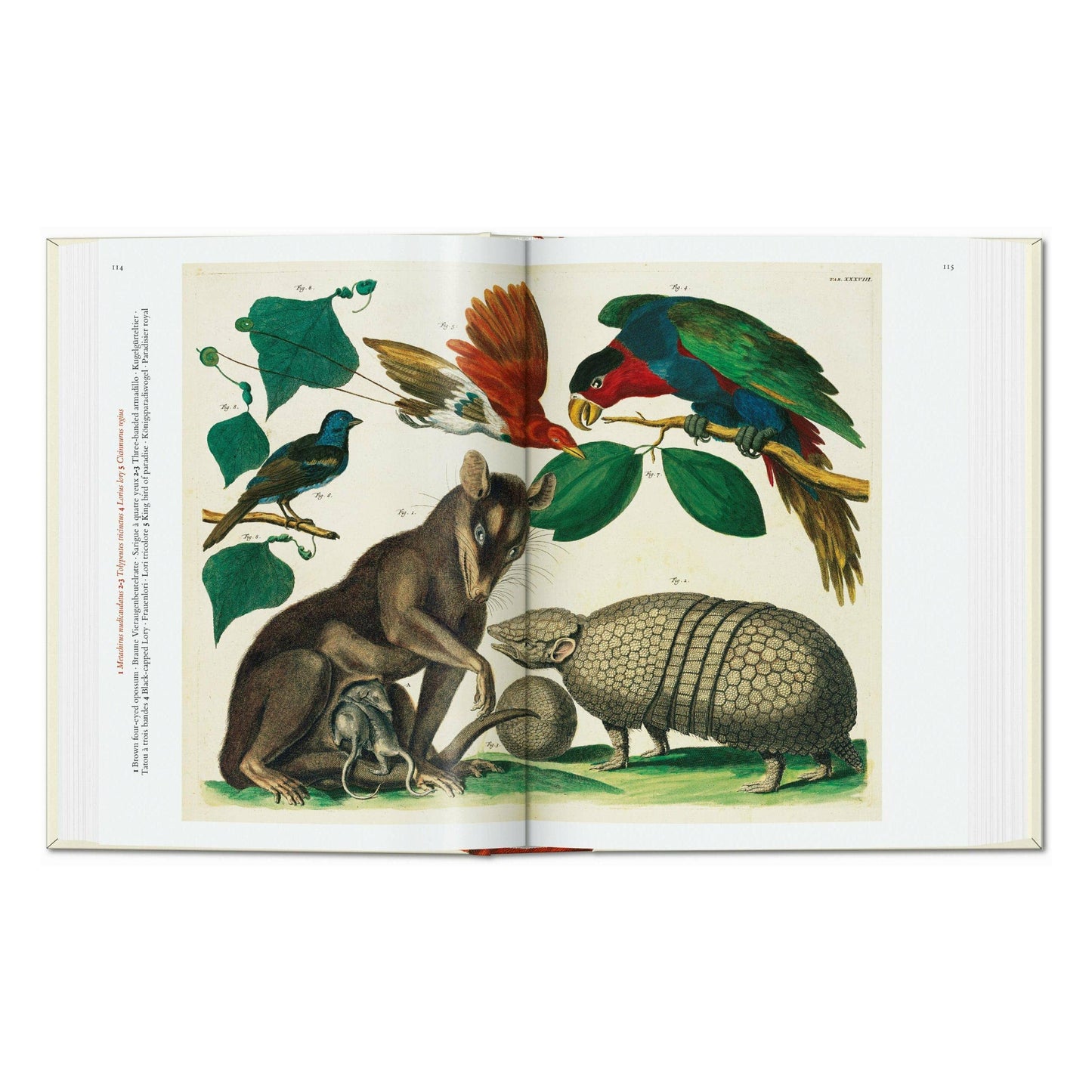 Seba. Cabinet of Natural Curiosities. 45th Ed. (German, French, English)
