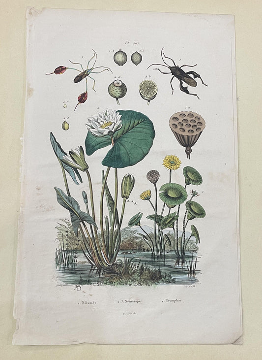 Antique French Natural History Engravings from Guerin Dictionary Waterlily Insects c1836